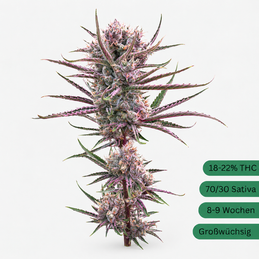Amnesia Hy-Pro Core Cut Hemp Cutting [A]