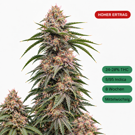 Critical Kush Hemp Seedling large [CK]