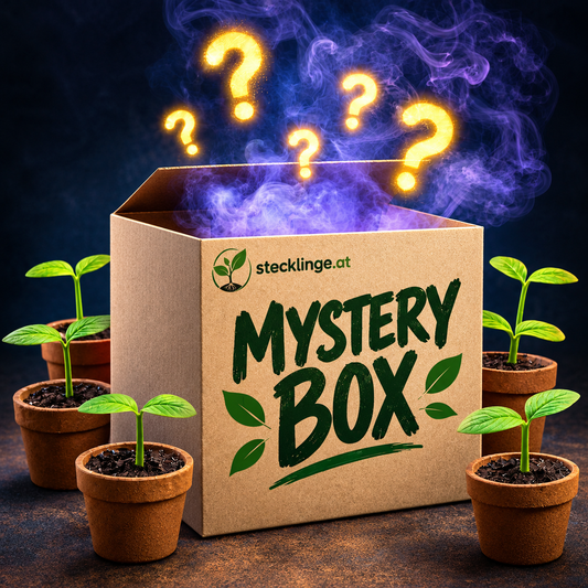 Mystery Box (12/24 zufällige Hanfstecklinge ausgewachsen)