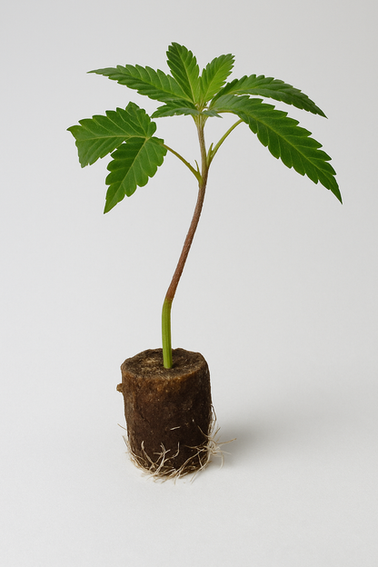 Super Buff Cherry#26 Hemp Cutting [SBF] 